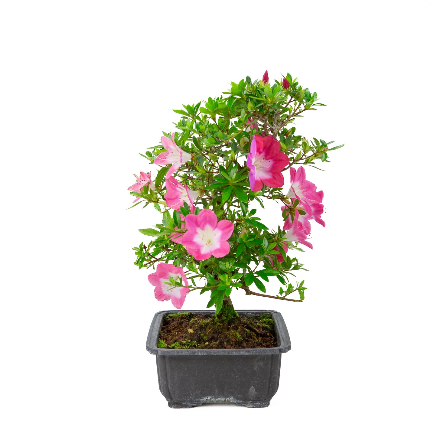 Rhododendron indicum 'Rin' (Satsuki-Azalee), Höhe ~44cm