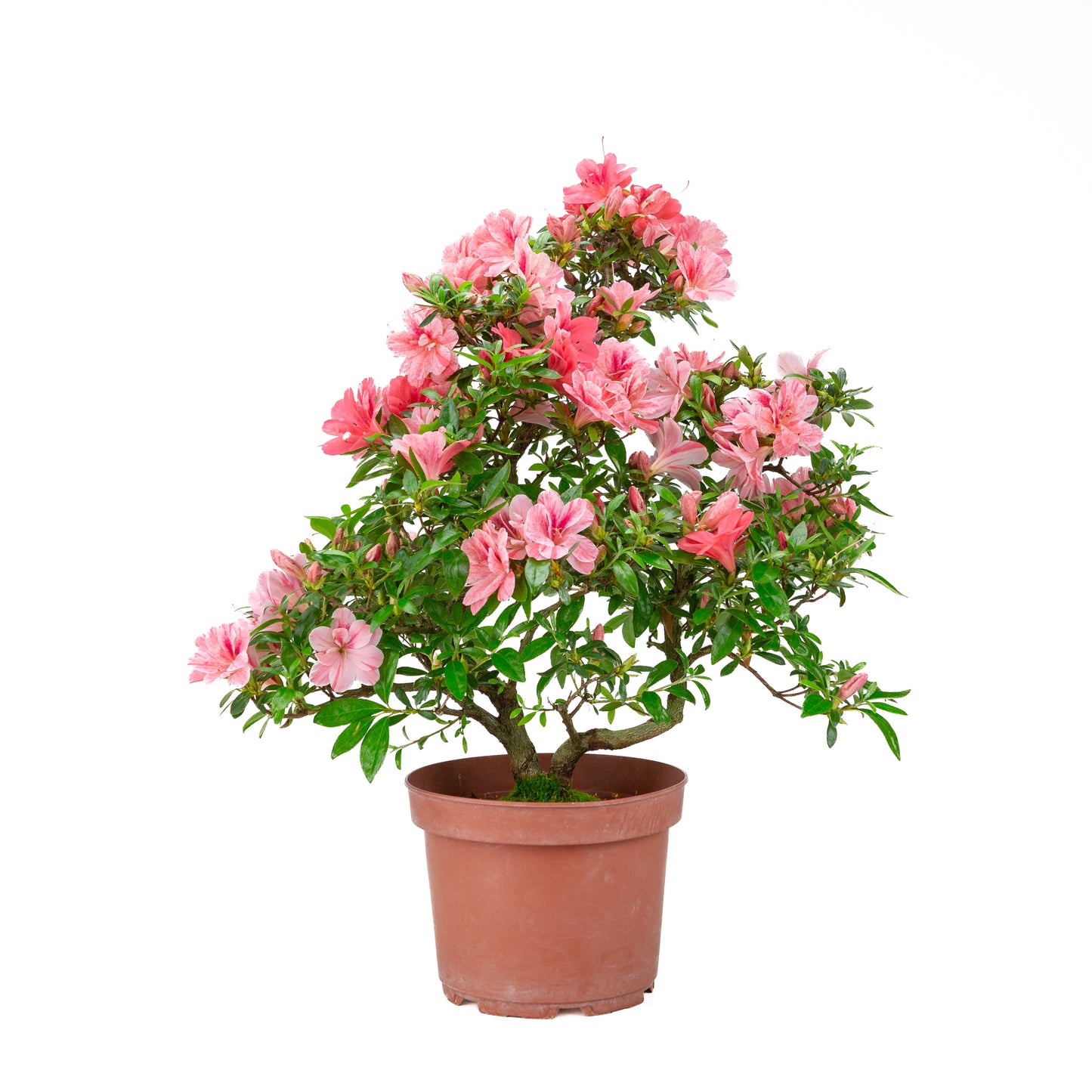 Rhododendron indicum 'Misato' (Satsuki-Azalee), Höhe ~52cm