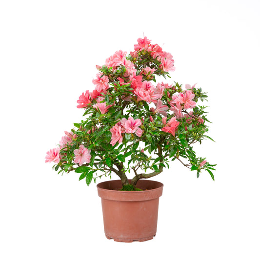 Rhododendron indicum 'Misato' (Satsuki-Azalee), Höhe ~52cm