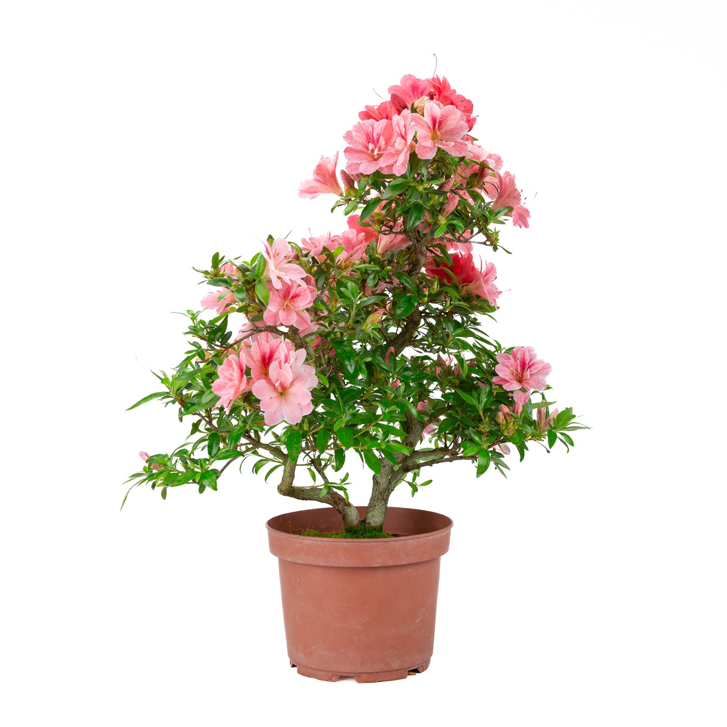 Rhododendron indicum 'Misato' (Satsuki-Azalee), Höhe ~52cm