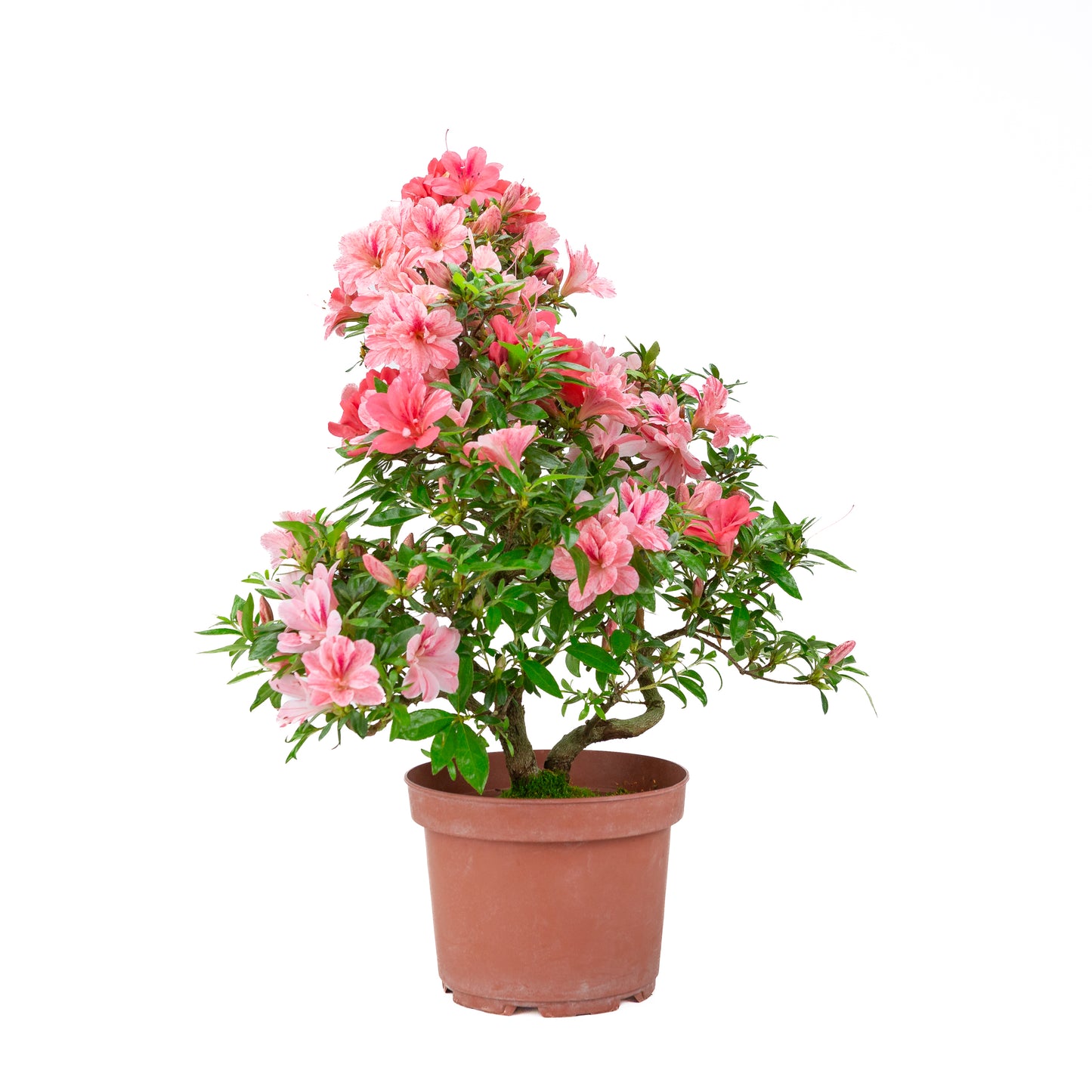 Rhododendron indicum 'Misato' (Satsuki-Azalee), Höhe ~52cm