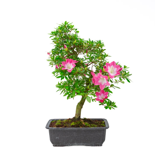 Rhododendron indicum 'Rin' (Satsuki-Azalee), Höhe ~52cm