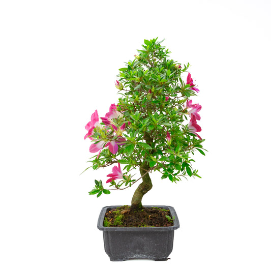 Rhododendron indicum 'Rin' (Satsuki-Azalee), Höhe ~52cm