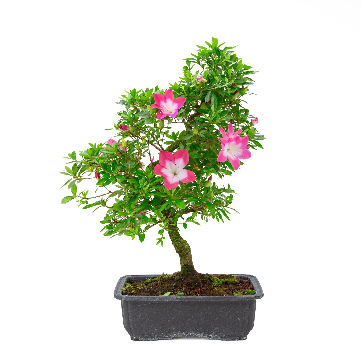 Rhododendron indicum 'Rin' (satsuki azalea), hoogte ~52cm