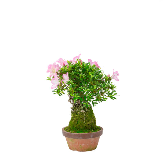 Rhododendron indicum 'Sakura Hime' (Satsuki-Azalee), Höhe ~32cm