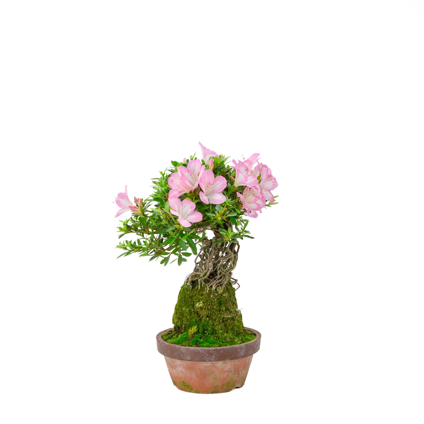 Rhododendron indicum 'Sakura Hime' (Satsuki-Azalee), Höhe ~32cm