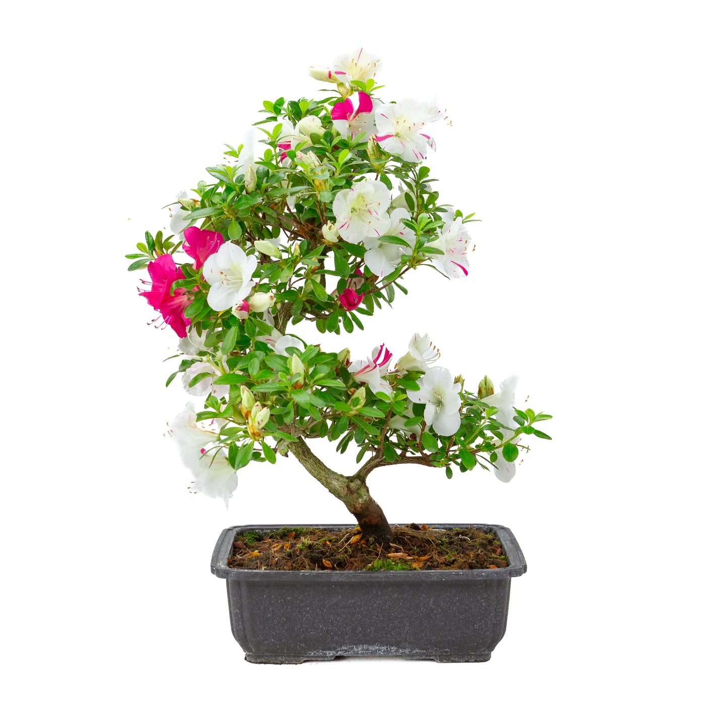Rhododendron indicum 'Shusui' (Satsuki-Azalee), Höhe ~48 cm