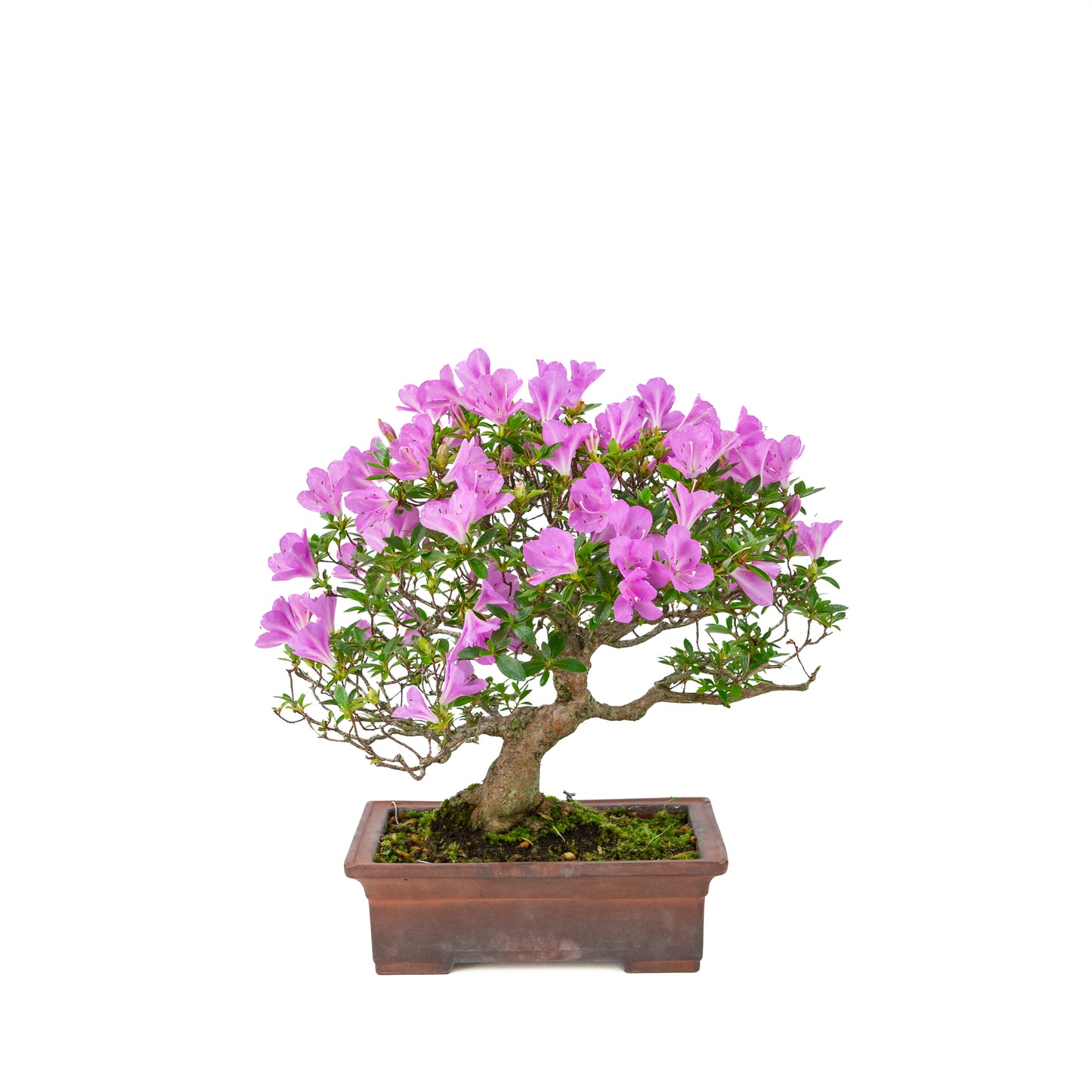 Rhododendron indicum 'Jyurokuya' (Satsuki-Azalee), Höhe ca. 32cm