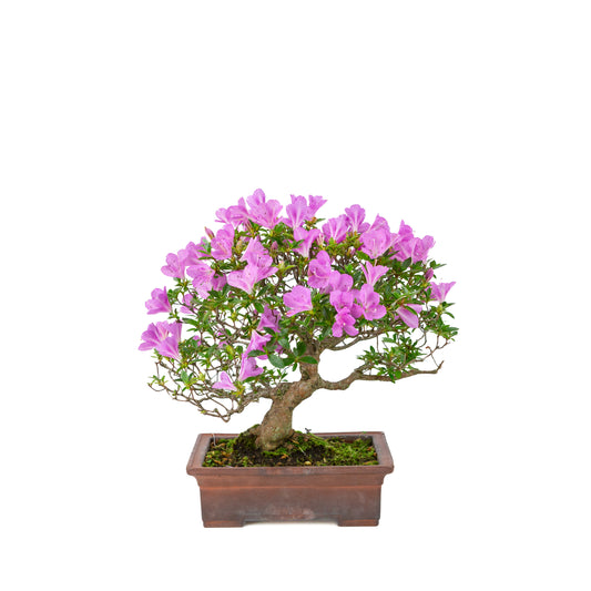 Rhododendron indicum 'Jyurokuya' (Satsuki-Azalee), Höhe ca. 32cm