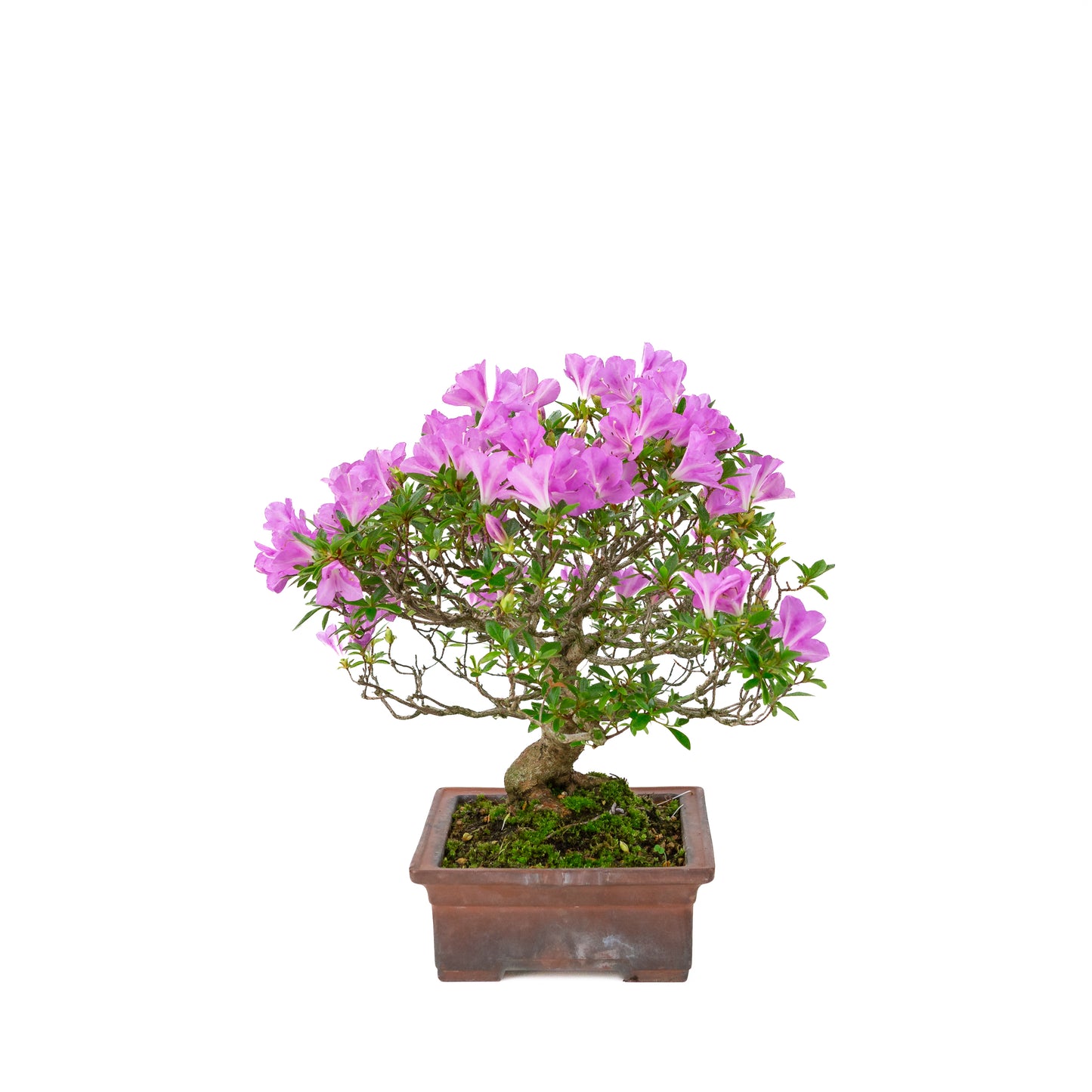 Rhododendron indicum 'Jyurokuya' (Satsuki-Azalee), Höhe ca. 32cm