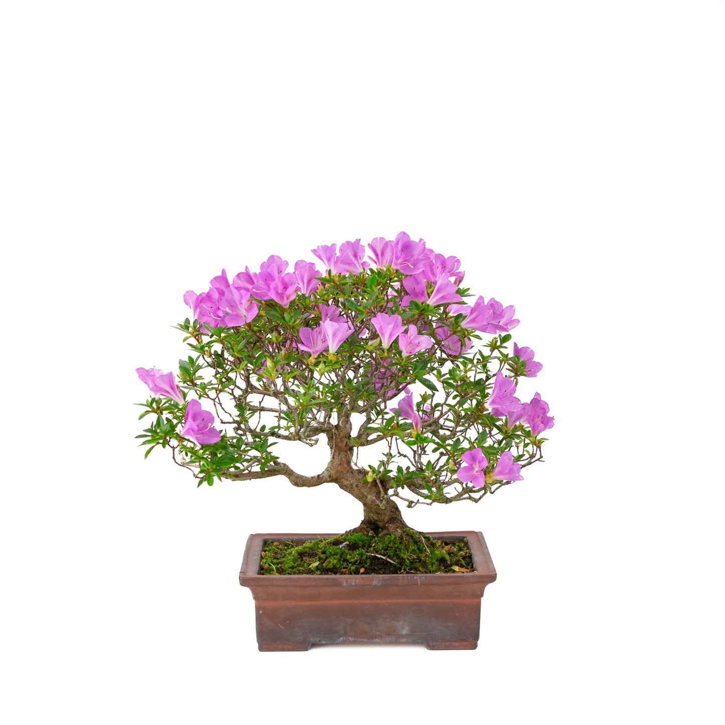 Rhododendron indicum 'Jyurokuya' (Satsuki-Azalee), Höhe ca. 32cm