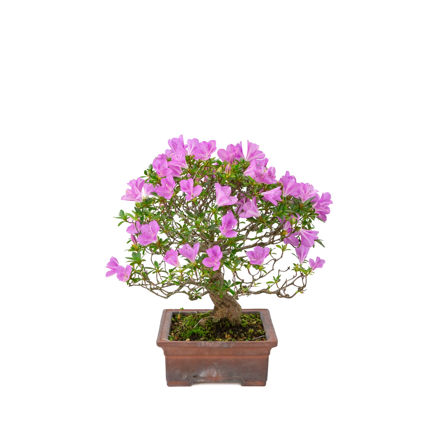 Rhododendron indicum 'Jyurokuya' (Satsuki-Azalee), Höhe ca. 32cm