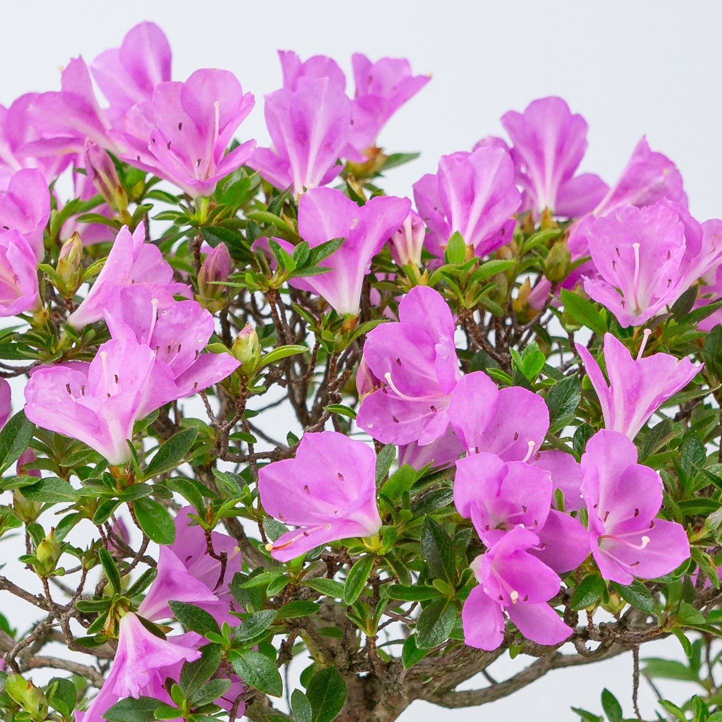 Rhododendron indicum 'Jyurokuya' (Satsuki-Azalee), Höhe ca. 32cm