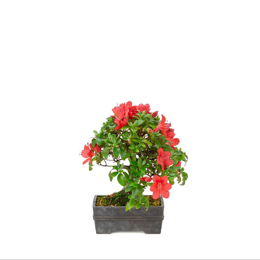 Rhododendron indicum (Satsuki-Azalee), Höhe ca. 21 cm