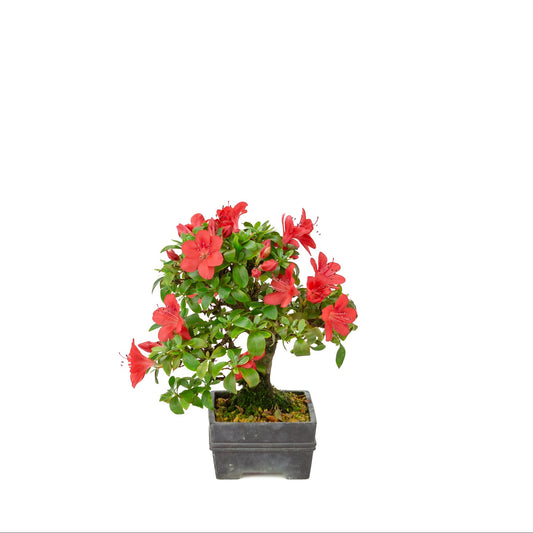 Rhododendron indicum (Satsuki-Azalee), Höhe ca. 21 cm