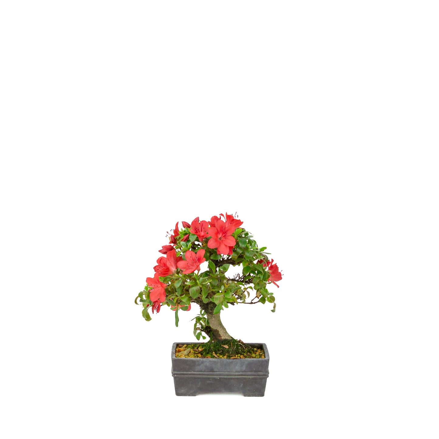 Rhododendron indicum (satsuki azalea), hoogte ~21cm