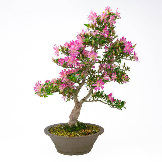 Rhododendron indicum 'Hanabin' (Satsuki-Azalee), Höhe ~60cm