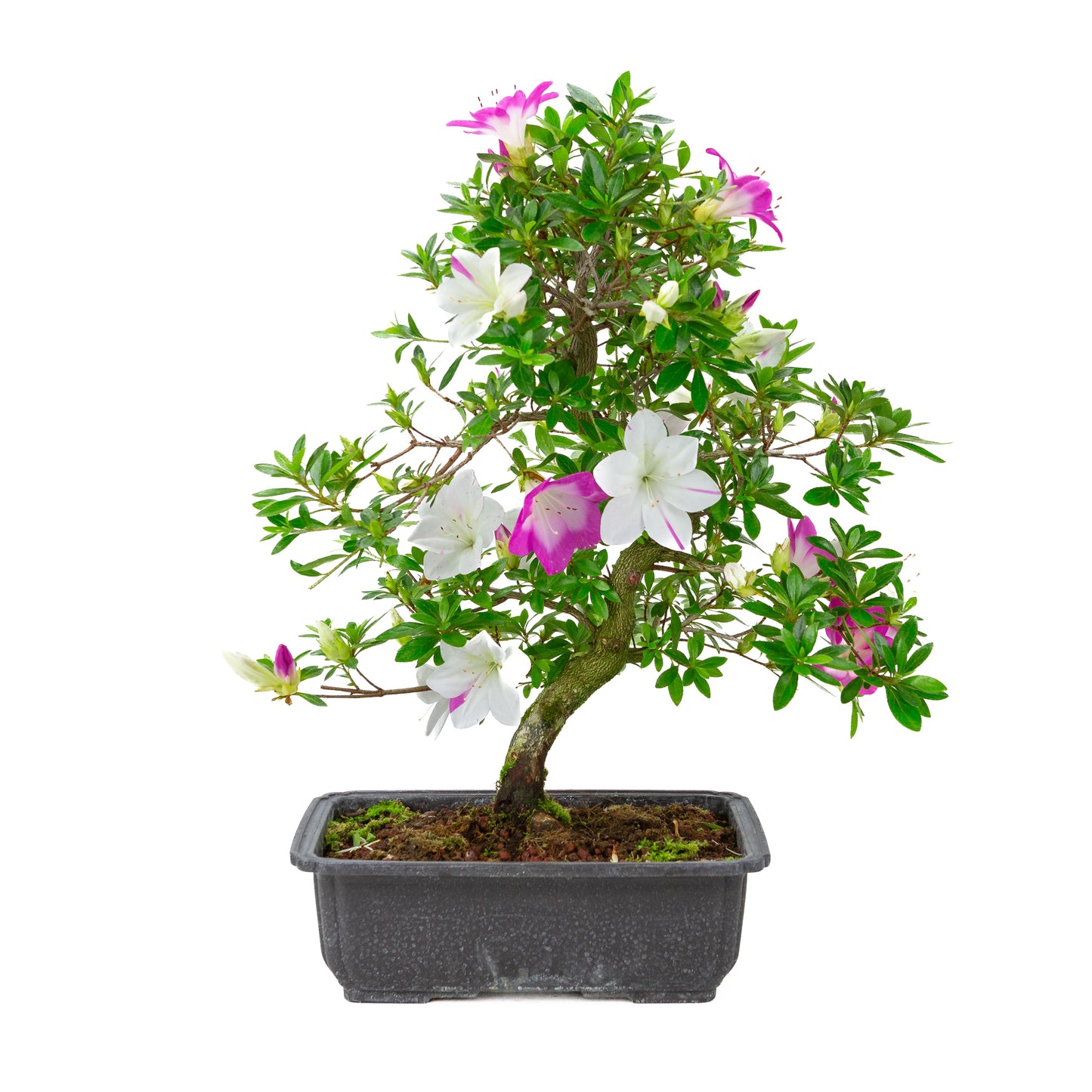 Rhododendron indicum 'Ruka' (Satsuki-Azalee), Höhe ca. 47cm