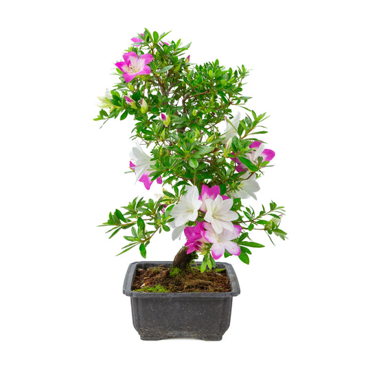 Rhododendron indicum 'Ruka' (Satsuki-Azalee), Höhe ca. 47cm