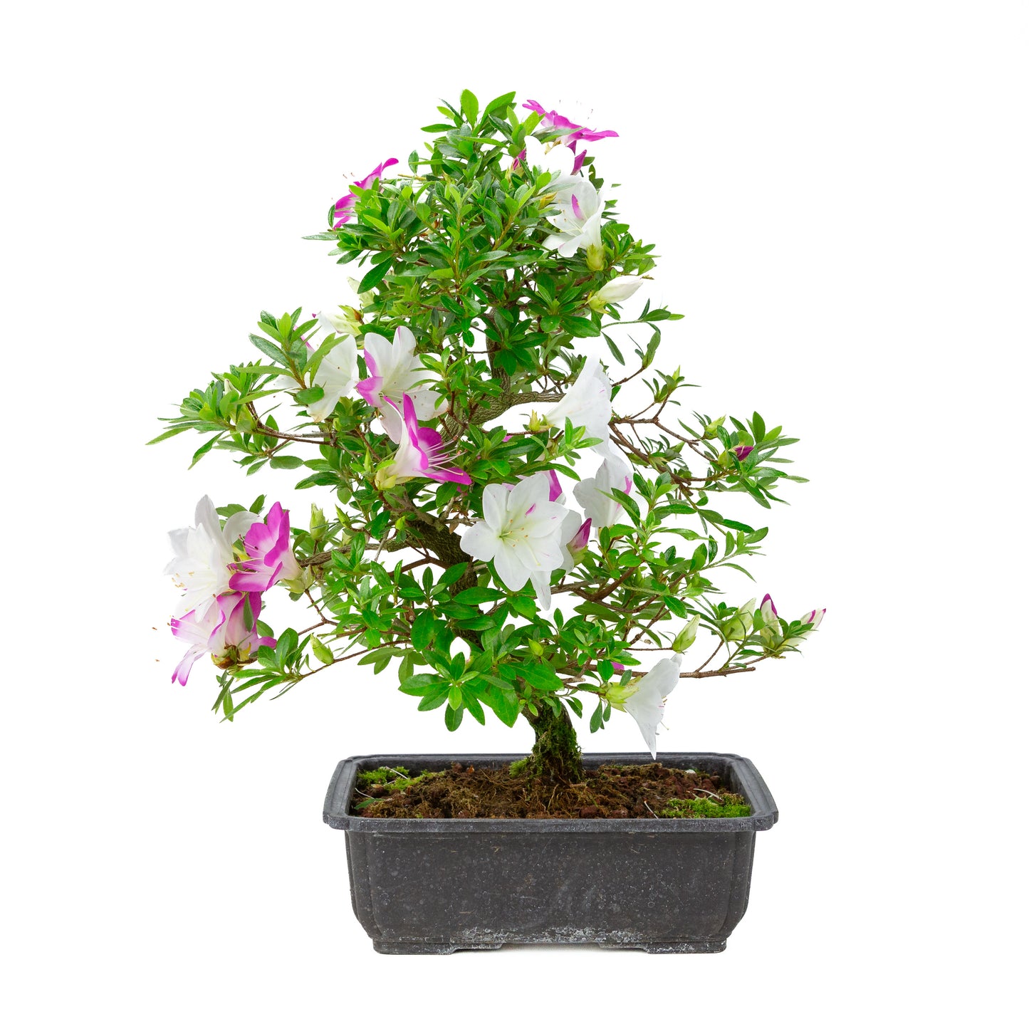 Rhododendron indicum 'Ruka' (Satsuki-Azalee), Höhe ca. 47cm