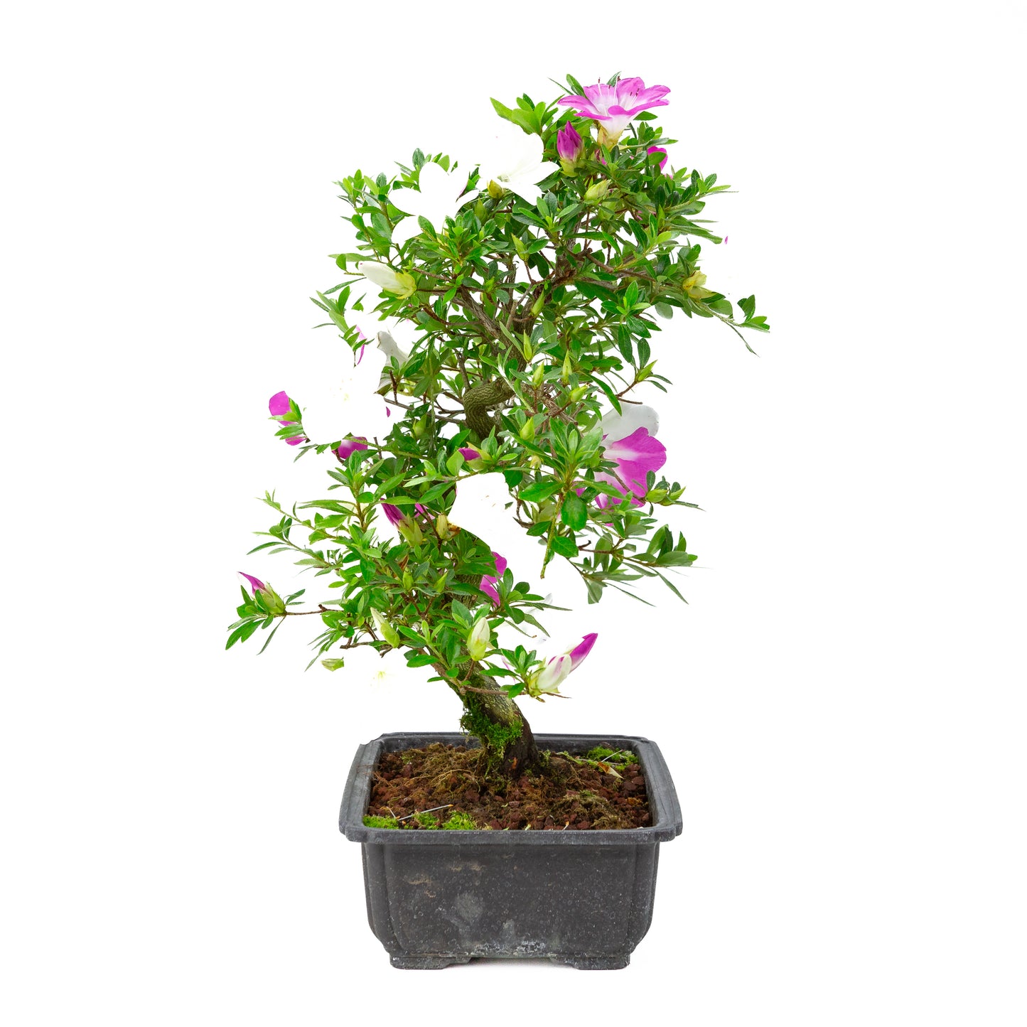Rhododendron indicum 'Ruka' (Satsuki-Azalee), Höhe ca. 47cm