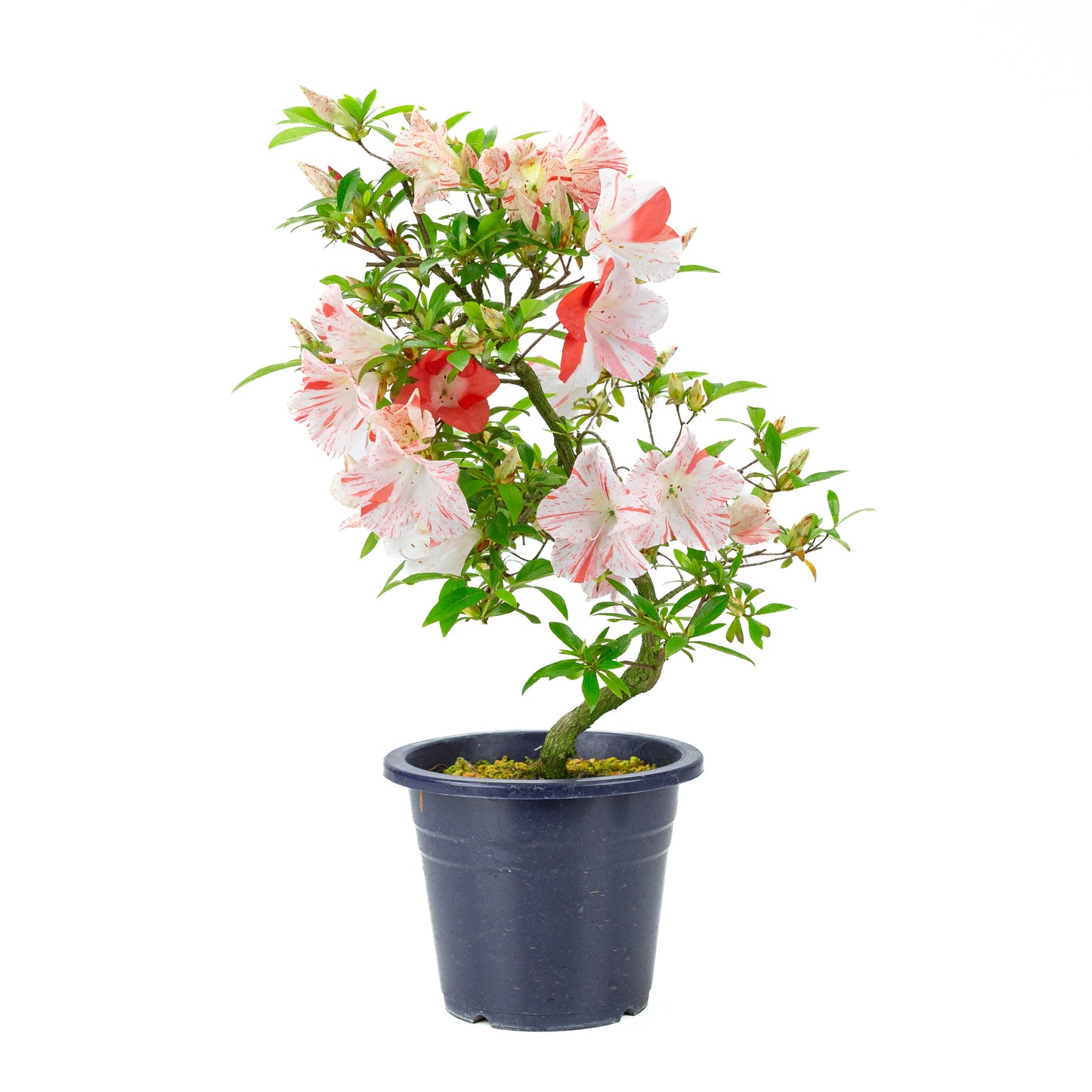 Rhododendron indicum 'Umihotaru' (Satsuki-Azalee), Höhe ~50cm