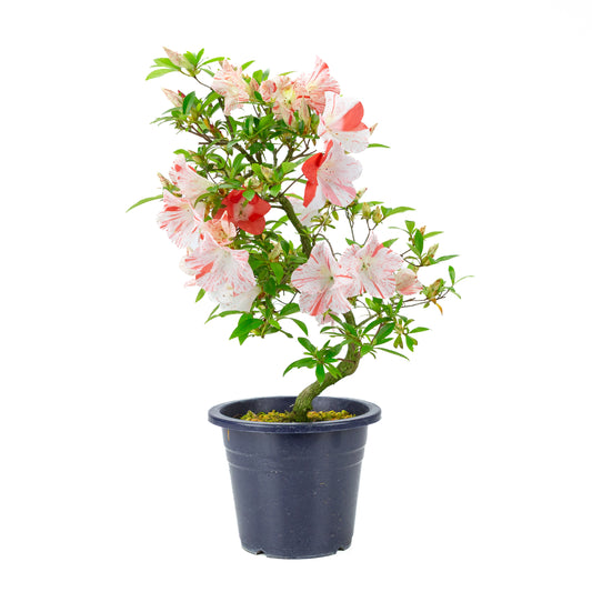 Rhododendron indicum 'Umihotaru' (Satsuki-Azalee), Höhe ~50cm
