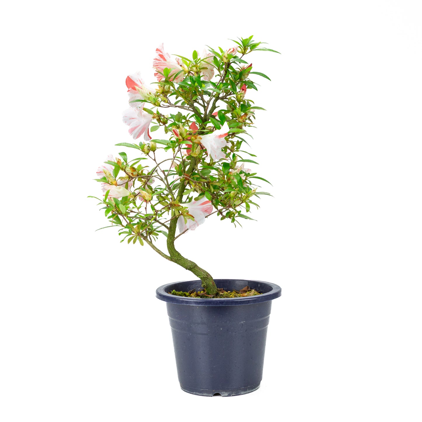 Rhododendron indicum 'Umihotaru' (Satsuki-Azalee), Höhe ~50cm