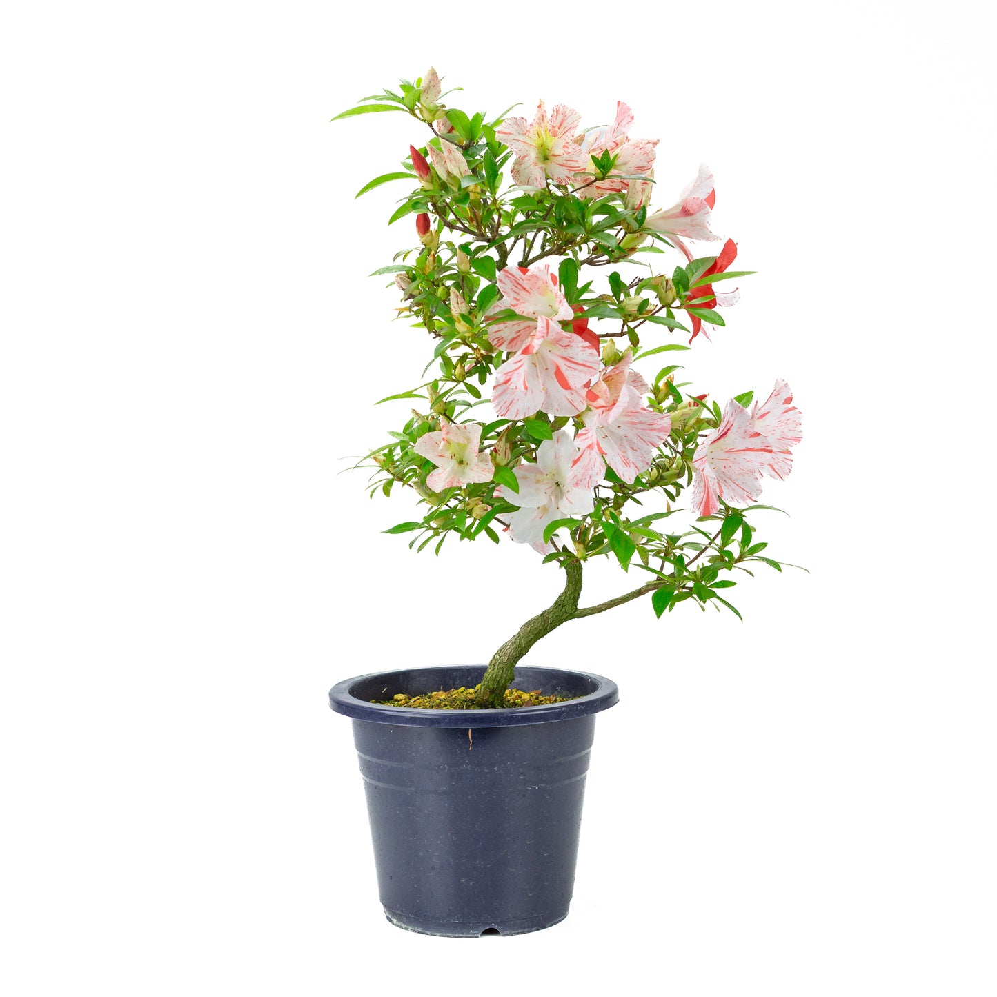 Rhododendron indicum 'Umihotaru' (Satsuki-Azalee), Höhe ~50cm