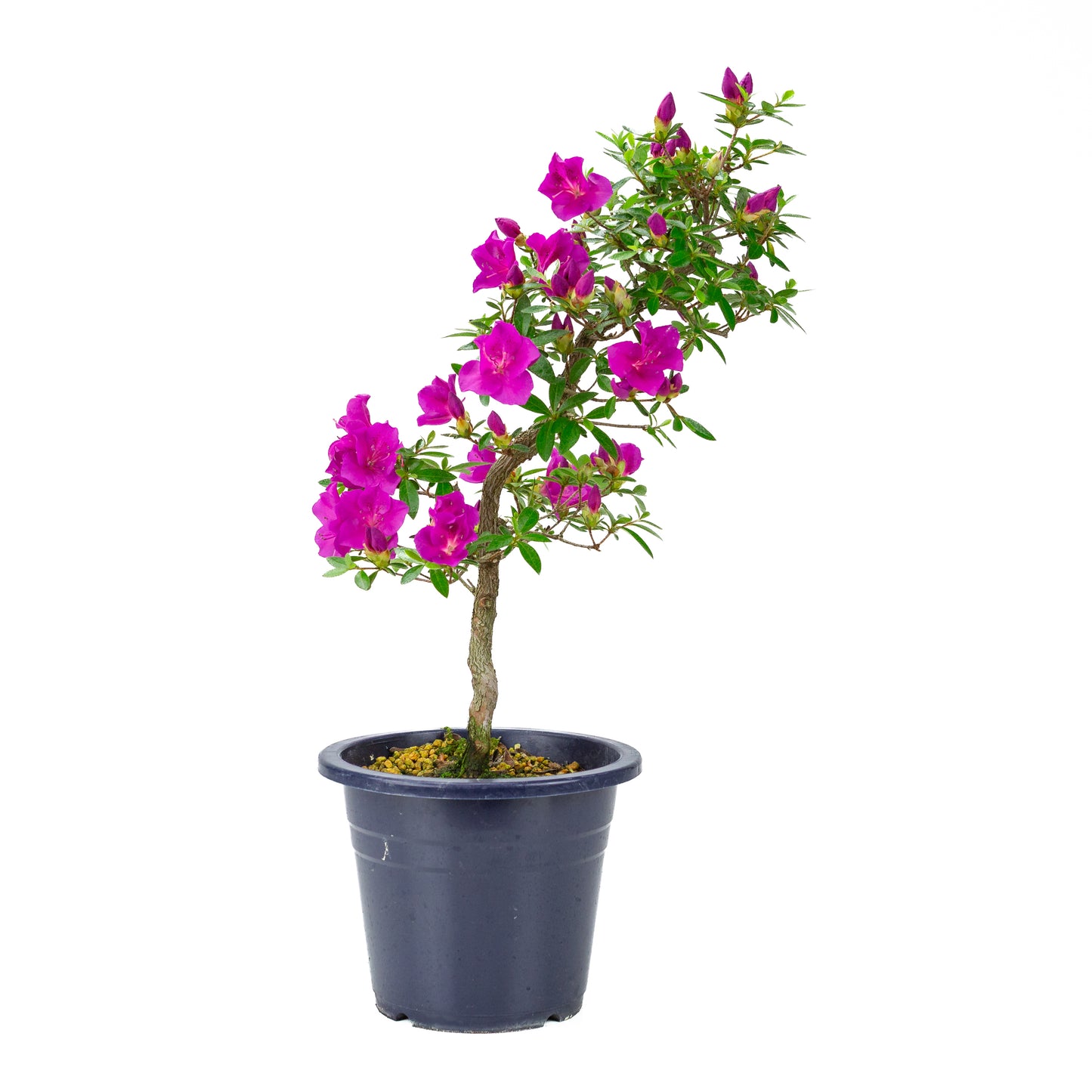 Rhododendron indicum 'Hoshi no Kagayaki' (Satsuki-Azalee), Höhe ~50cm