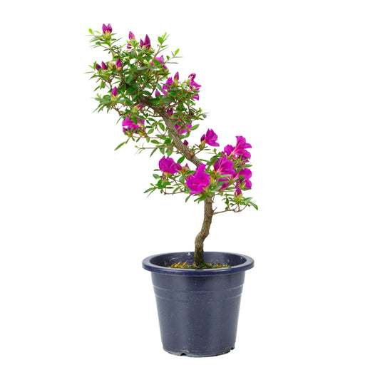 Rhododendron indicum 'Hoshi no Kagayaki' (Satsuki-Azalee), Höhe ~50cm