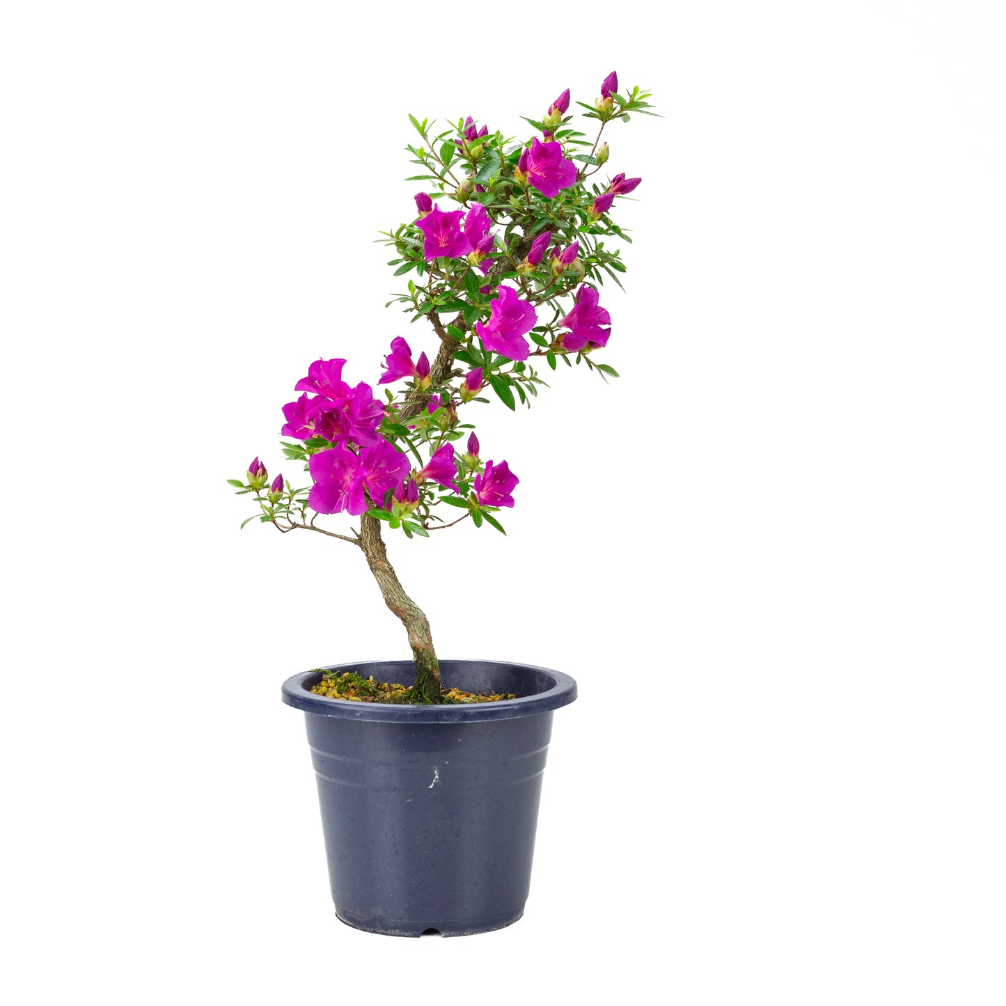 Rhododendron indicum 'Hoshi no Kagayaki' (Satsuki-Azalee), Höhe ~50cm