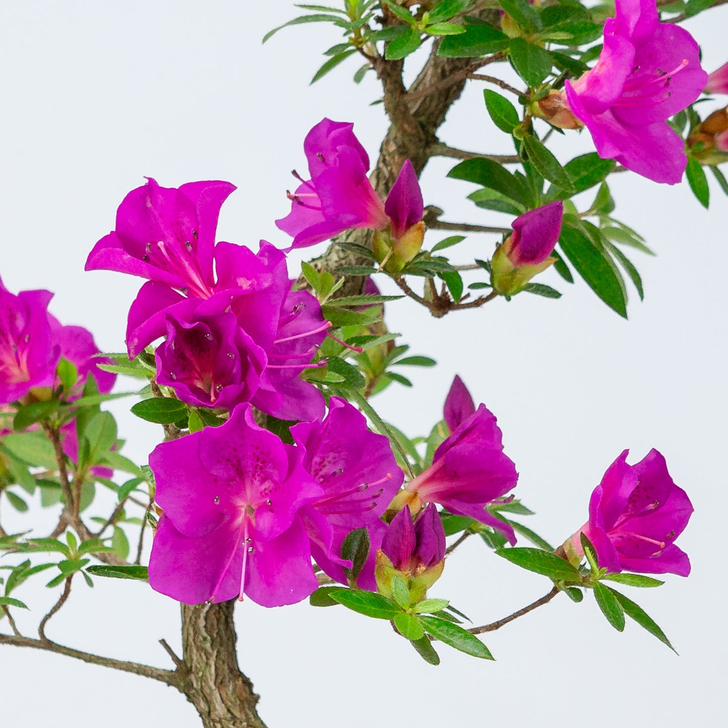 Rhododendron indicum 'Hoshi no Kagayaki' (Satsuki-Azalee), Höhe ~50cm