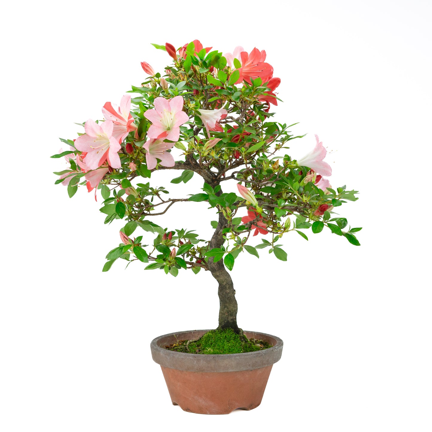 Rhododendron indicum 'Yume Monogatari' (satsuki azalea), hoogte ~60cm