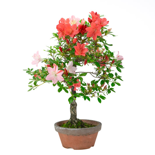 Rhododendron indicum 'Yume Monogatari' (Satsuki-Azalee), Höhe ~60cm