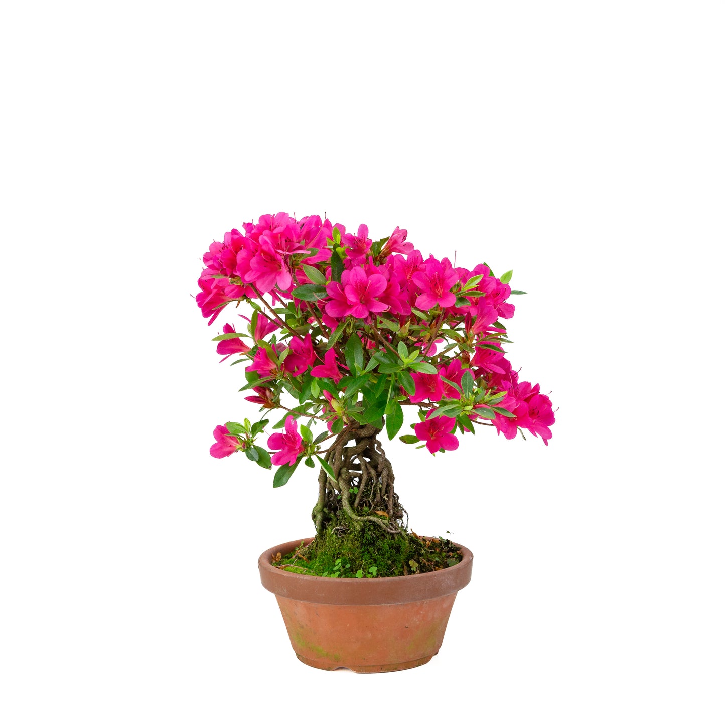 Rhododendron indicum (Satsuki-Azalee), Höhe ~38cm