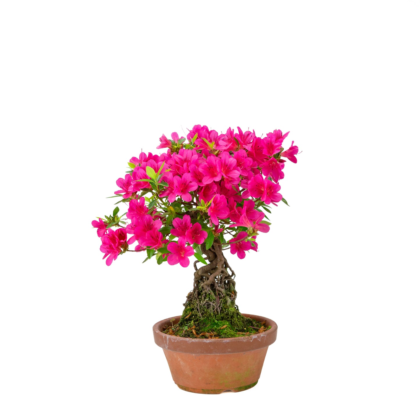 Rhododendron indicum (Satsuki-Azalee), Höhe ~38cm