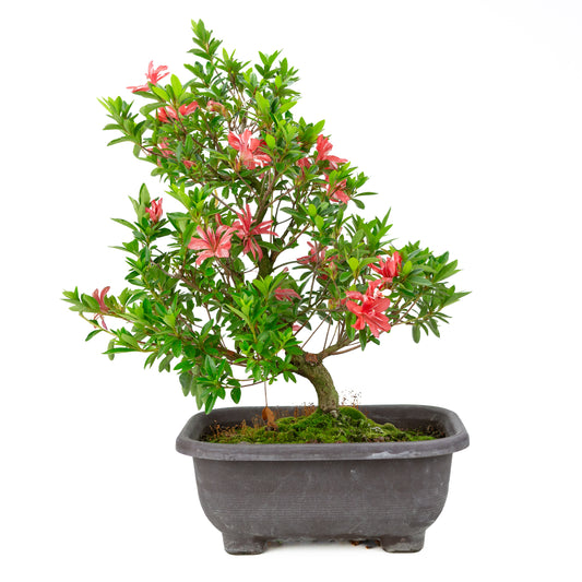 Rhododendron indicum 'Tateyama no Mai' (Satsuki-Azalee), Höhe ~51cm