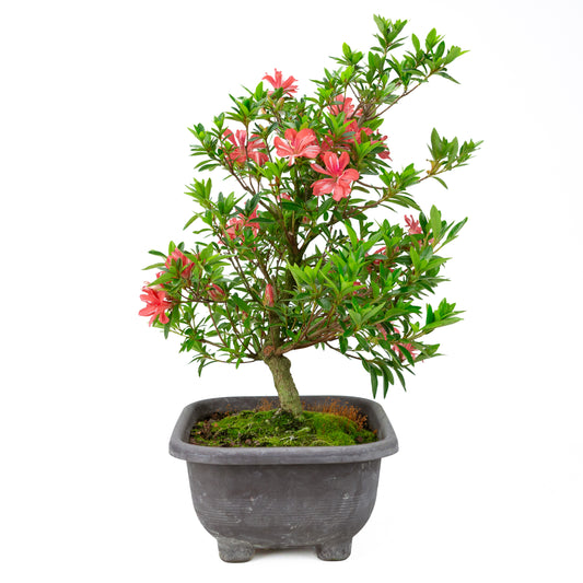 Rhododendron indicum 'Tateyama no Mai' (Satsuki-Azalee), Höhe ~51cm