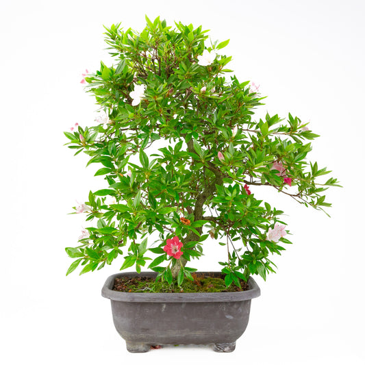 Rhododendron indicum 'Senhime' (Satsuki-Azalee), Höhe ~63cm