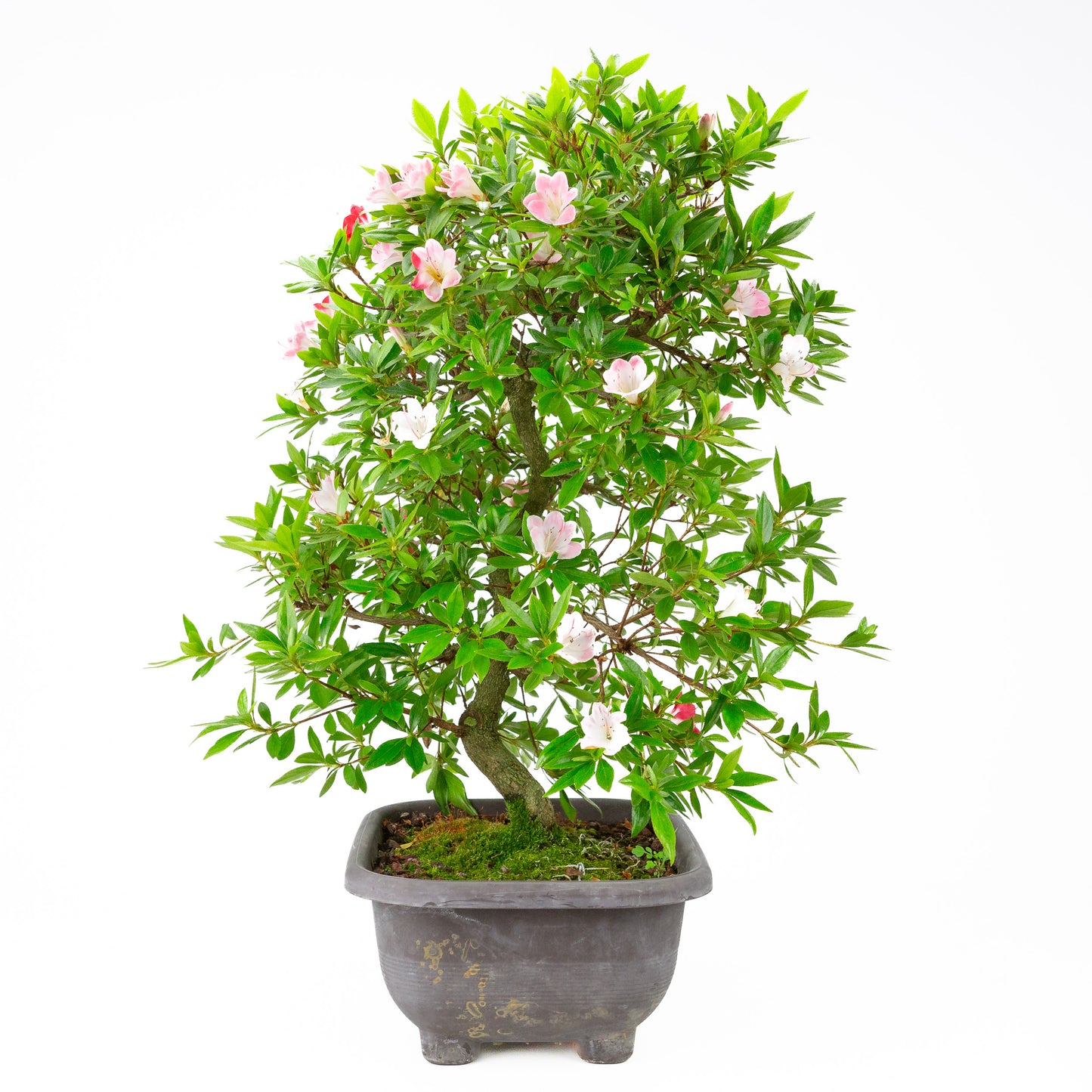 Rhododendron indicum 'Senhime' (satsuki azalea), hoogte ~63cm