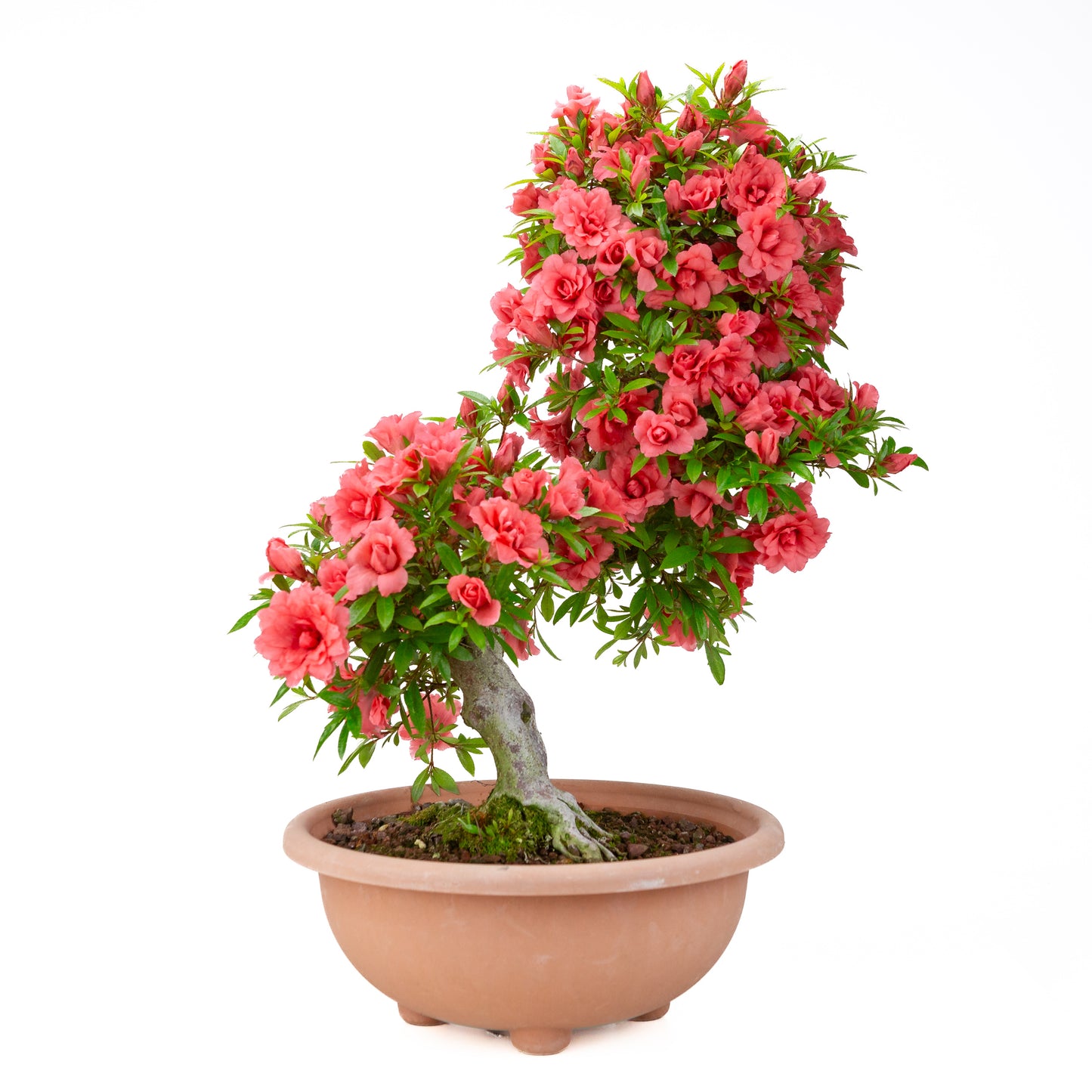 Rhododendron indicum 'Komane' (Satsuki-Azalee), Höhe ~61cm