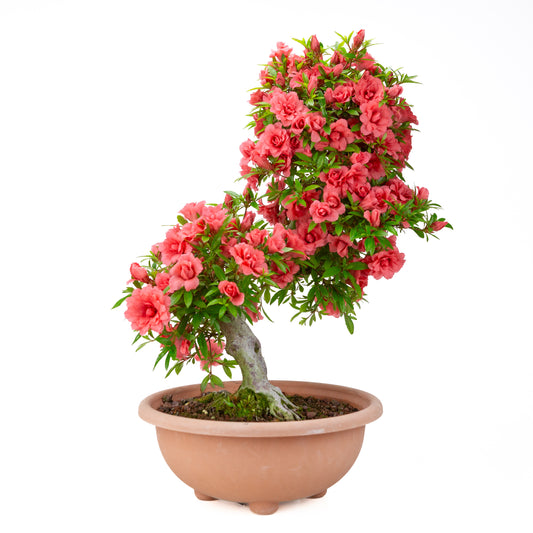 Rhododendron indicum 'Komane' (Satsuki-Azalee), Höhe ~61cm
