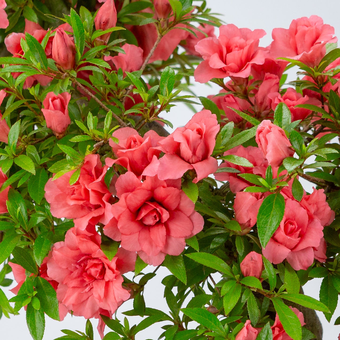Rhododendron indicum 'Komane' (Satsuki-Azalee), Höhe ~61cm