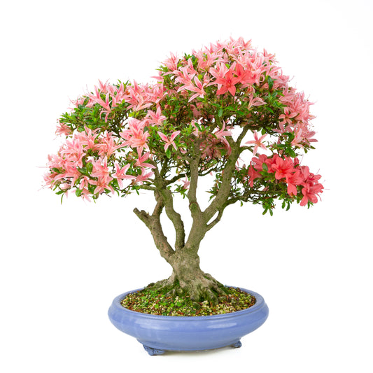 Rhododendron indicum 'Koto no Kagayaki' (Satsuki-Azalee), Höhe ~53cm