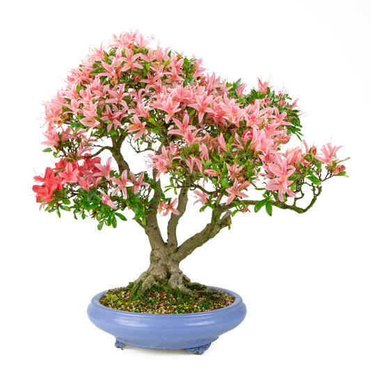 Rhododendron indicum 'Koto no Kagayaki' (Satsuki-Azalee), Höhe ~53cm