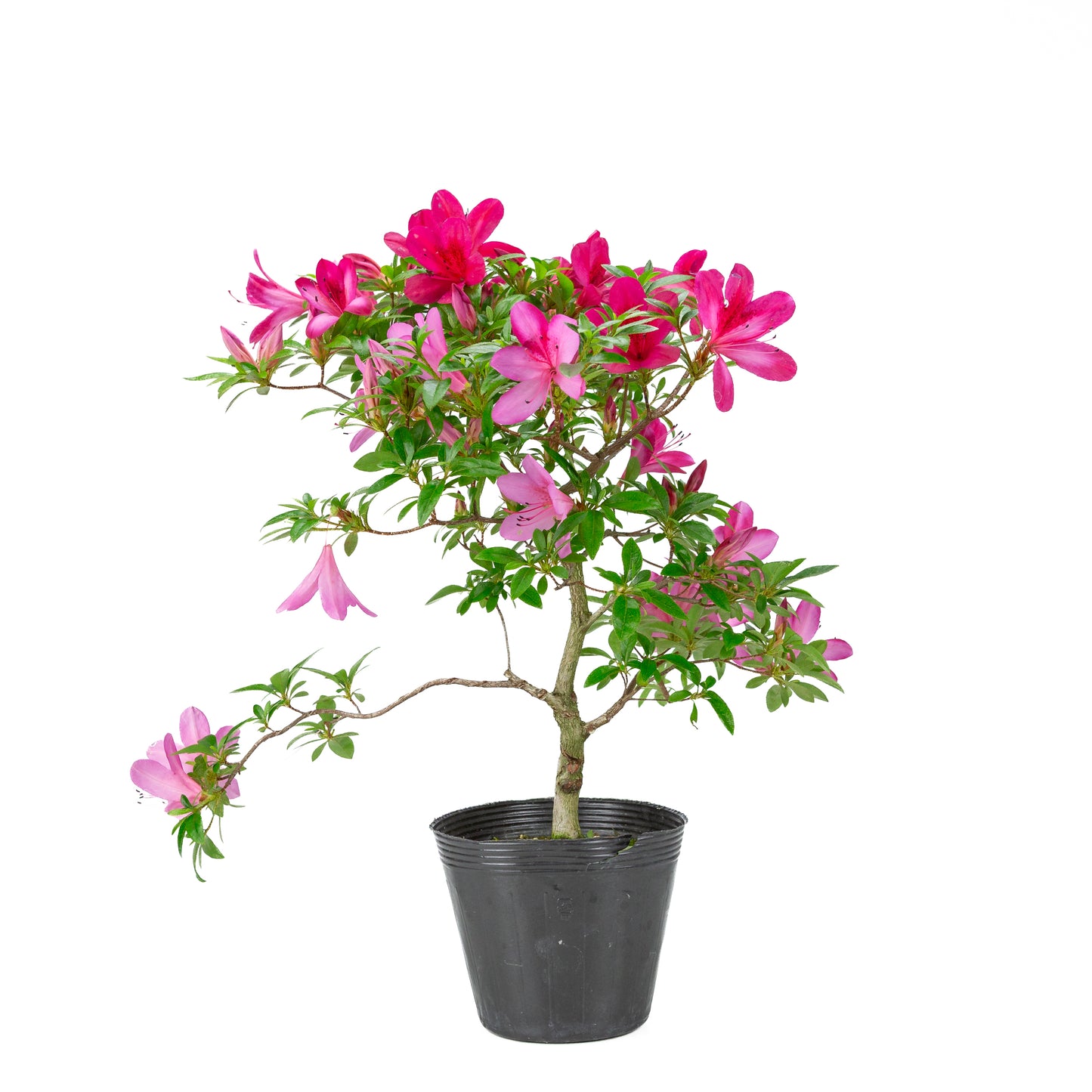 Rhododendron indicum (satsuki azalea), hoogte ~48cm