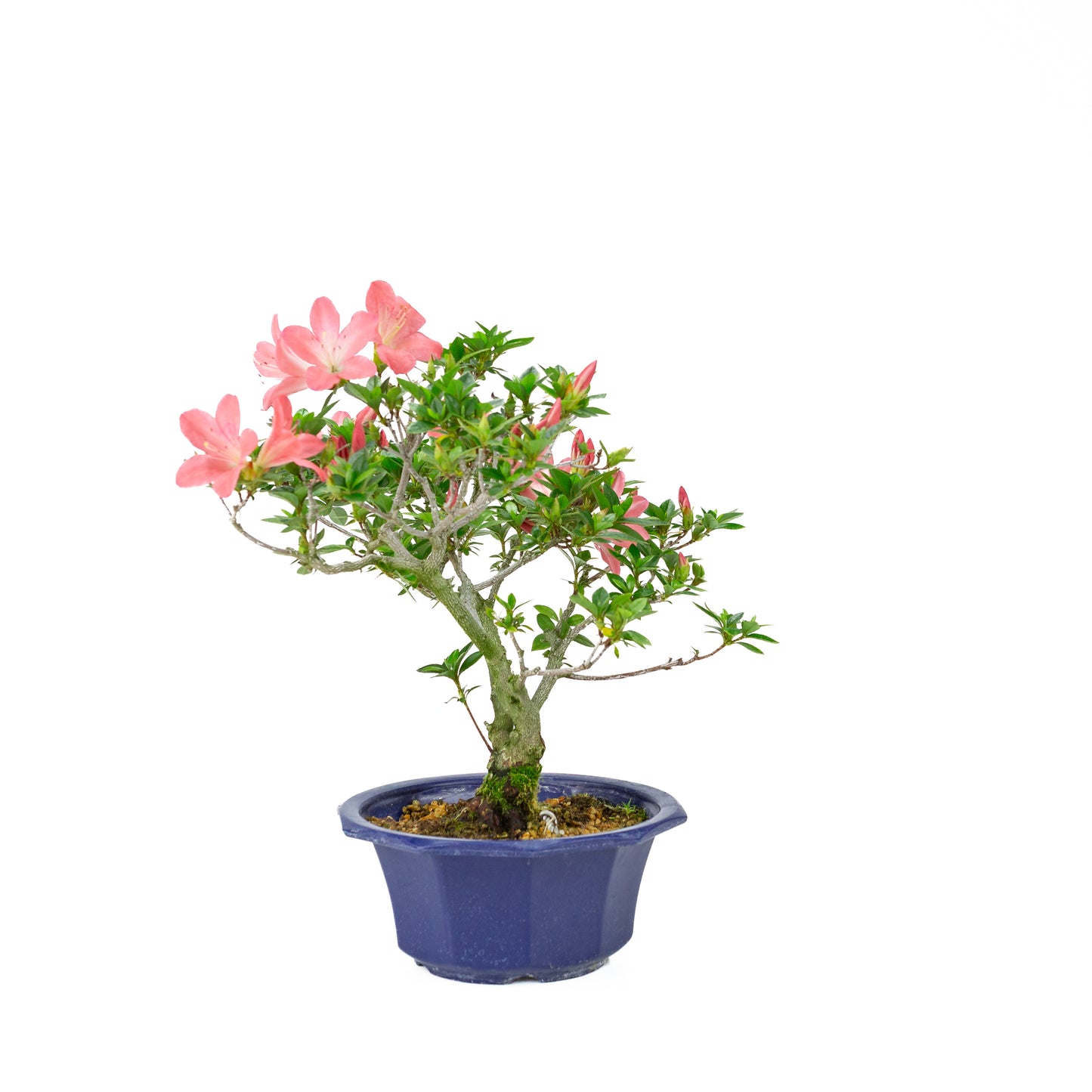 Rhododendron indicum 'Toki' (satsuki azalea), hoogte ~47cm