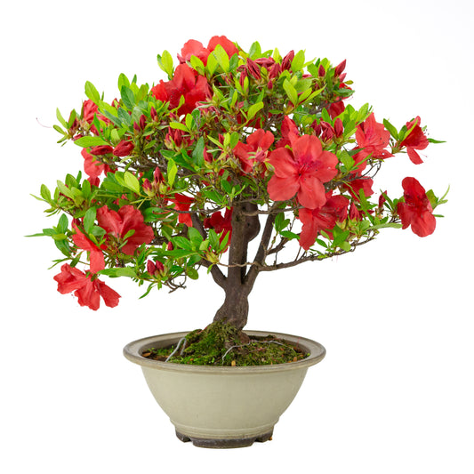Rhododendron indicum 'Benigasa' (Satsuki-Azalee), Höhe ~55cm
