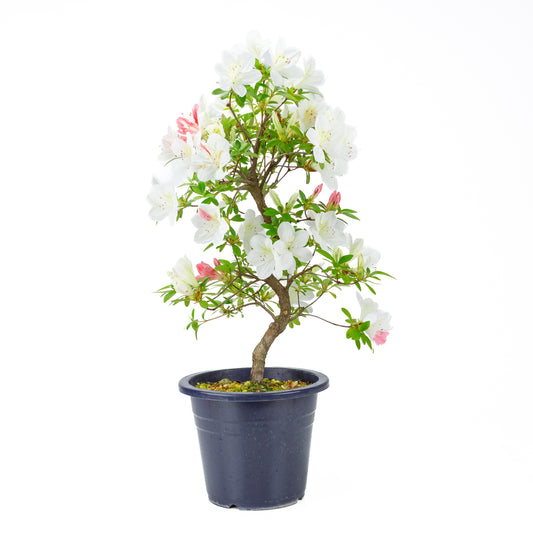 Rhododendron indicum 'Moe' (Satsuki-Azalee), Höhe ~54cm